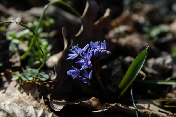 Scilla Bahar Çiçekleri Yakın Çekim — Stok fotoğraf