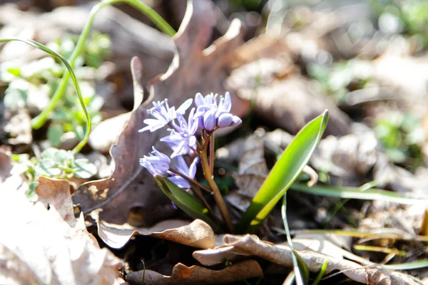 Scilla Bahar Çiçekleri Yakın Çekim — Stok fotoğraf