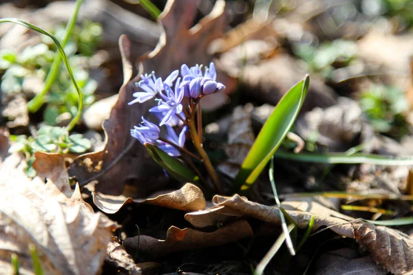 Scilla Bahar Çiçekleri Yakın Çekim — Stok fotoğraf