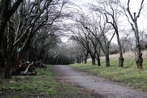 Pista Grădina Fructe Primăvară — Fotografie, imagine de stoc