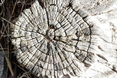 Yaşlı kütük. Ahşap üzerine çizim Yakın plan