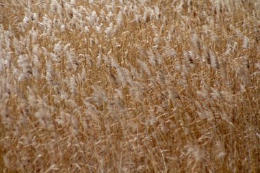 Sarı kuru sazlıklar. Kapat.