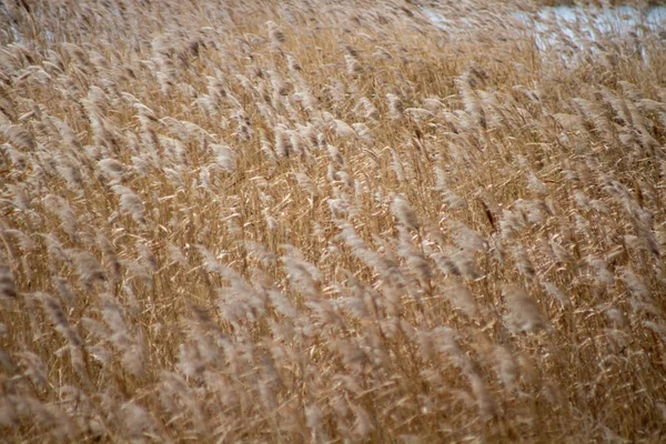 Canne Secche Gialle Vicino — Foto Stock