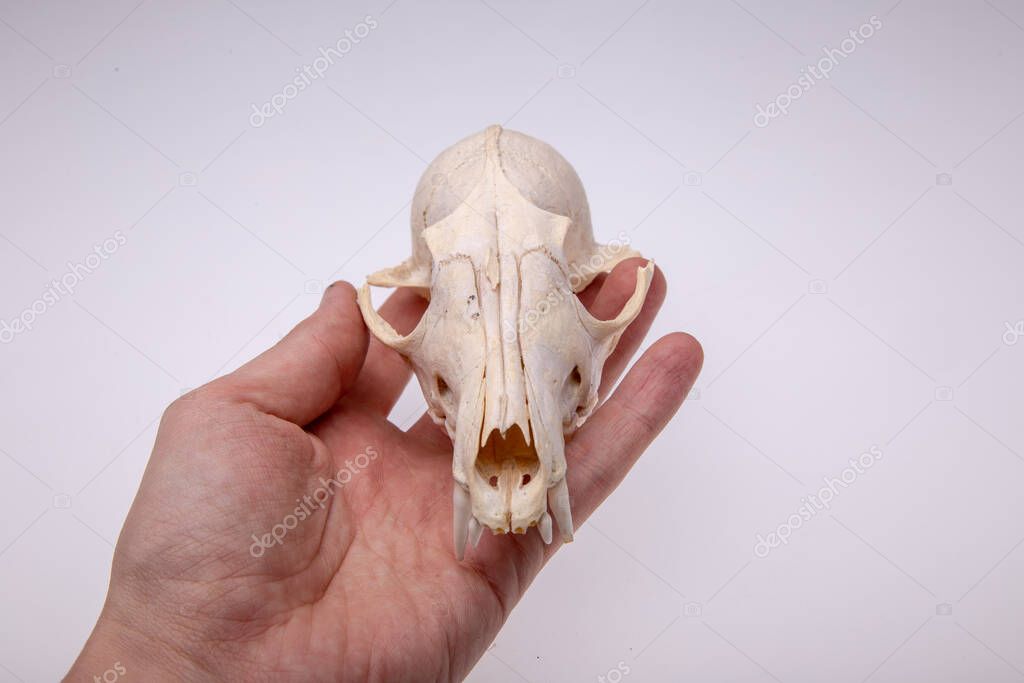 Skull Fox White Background — Stock Photo © allexandr #351809710 Skull Fox White Background