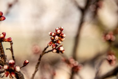 Bahar, çiçek açan bir kayısı filizi