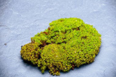 Siyah taşın üzerinde yeşil yosun