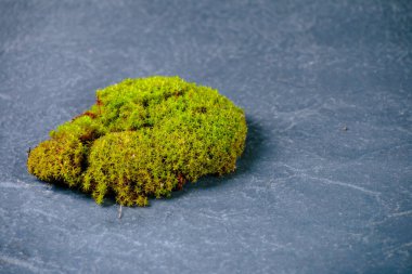 Siyah taşın üzerinde yeşil yosun