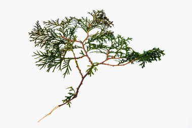 Beyaz arkaplanda selvi çiçekleri