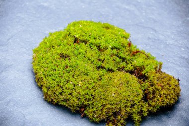 Siyah taşın üzerinde yeşil yosun