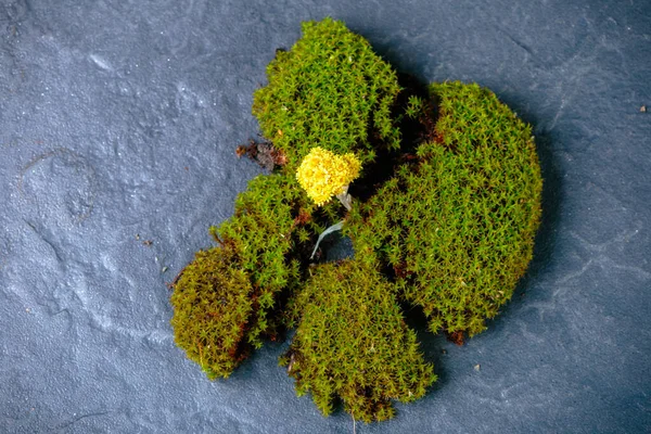 Torn green moss on granite