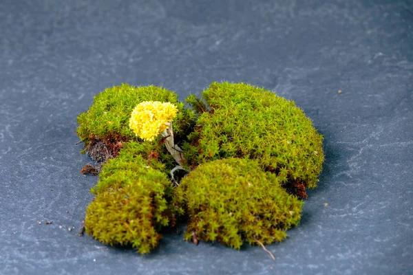 Torn green moss on granite