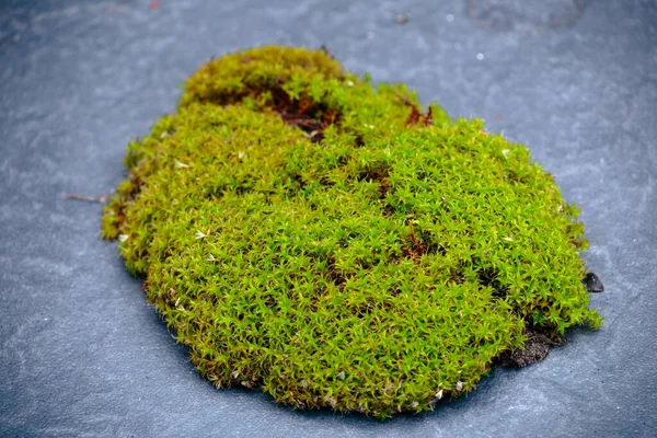 Musgo Verde Sobre Piedra Negra — Foto de Stock