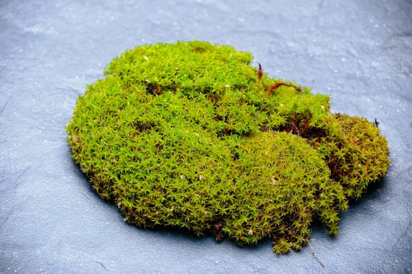 Musgo Verde Sobre Piedra Negra — Foto de Stock