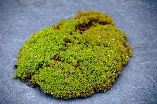 Musgo Verde Sobre Piedra Negra — Foto de Stock