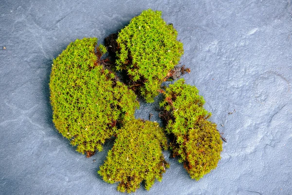 Torn green moss on granite