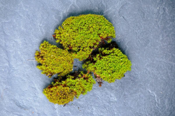 Musgo Verde Roto Sobre Granito — Foto de Stock