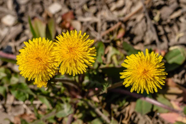 Las Flores Del Soplador Primer Plano — Foto de Stock