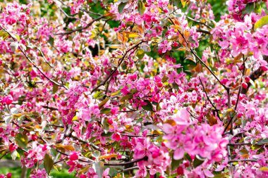 Sakura çiçekli dallar. Yakın plan..