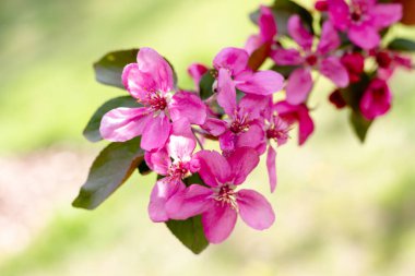 Sakura çiçekli dallar. Yakın plan..