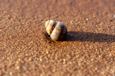 Islak kumda salyangoz. Yakın plan.