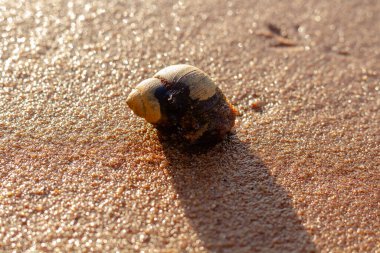 Islak kumda salyangoz. Yakın plan.