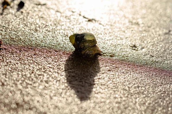 Snail Wet Sand Close — Stock Photo, Image