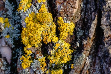 Ağaç kabuğunda yosun ve liken