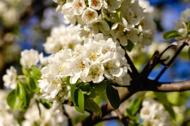 Çiçek açan elma. Beyaz çiçekler yakın plan.