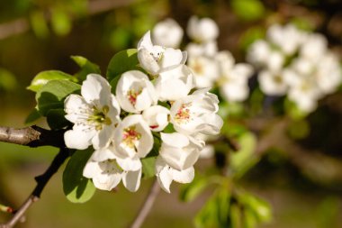 Çiçek açan elma. Beyaz çiçekler yakın plan.