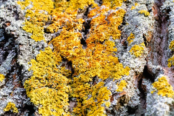 Mousse Lichen Sur Écorce Arbre — Photo