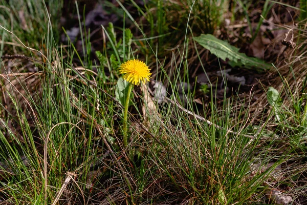 Gele Paardebloem Bloemen Sluiten — Stockfoto