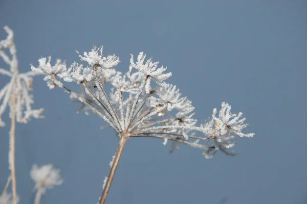 Copos Nieve Una Planta Maleza —  Fotos de Stock