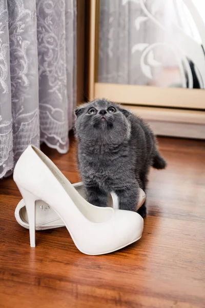 Zapatos Novia Gatito — Foto de Stock