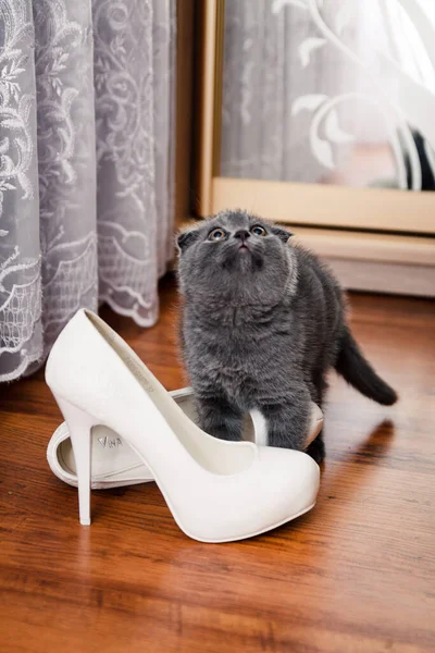 Zapatos Novia Gatito — Foto de Stock