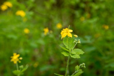 Çiçek açan selandin. Orman bitkilerinin sarı çiçekleri