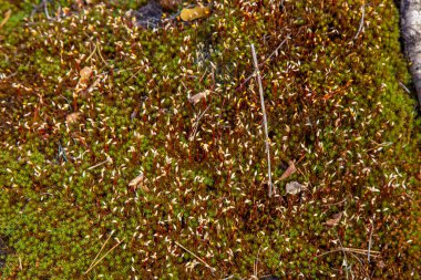 Çiçekli yosun. Orman santralleri. Yakın plan.