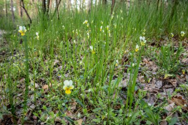 Ormanda nonoş çiçekleri