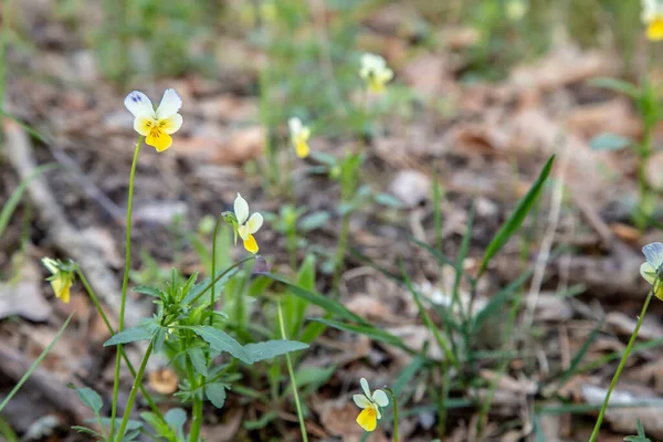 Ormanda Nonoş Çiçekleri — Stok fotoğraf