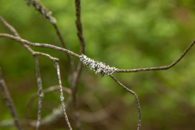 Lichen kuru bir elma dalında