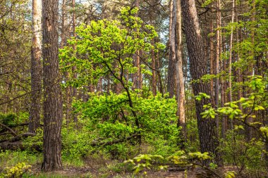 Kozalaklı ormanda küçük yapraklı bir ağaç.