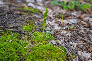 Vadideki genç zambak yosunları delip geçiyor