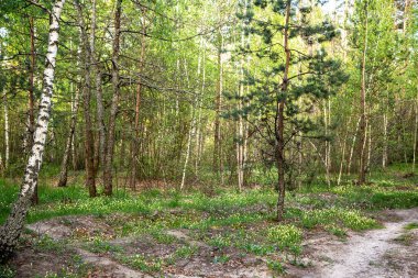 Bahar ormanı manzarası. Ormandaki patikalar