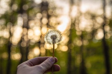 Yeşil bir arka planda rüzgarda karahindiba