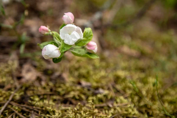 Çiçekli Bir Elma Fidanı Yakın Plan — Stok fotoğraf