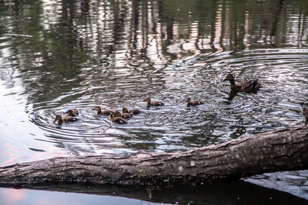 Pato Con Patitos Nadan Lago — Foto de Stock