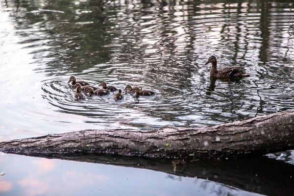Ördekli Ördek Yavruları Gölde Yüzüyor — Stok fotoğraf