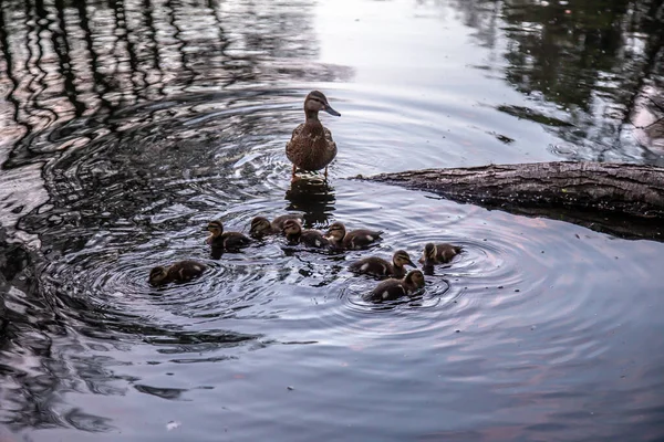 Duck Ducklings Swim Lake — Stock Photo, Image