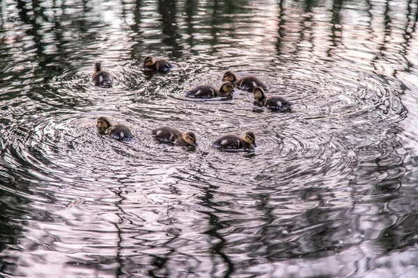 Canard Avec Des Canetons Nager Sur Lac — Photo