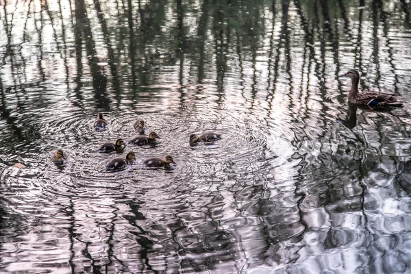 Canard Avec Des Canetons Nager Sur Lac — Photo