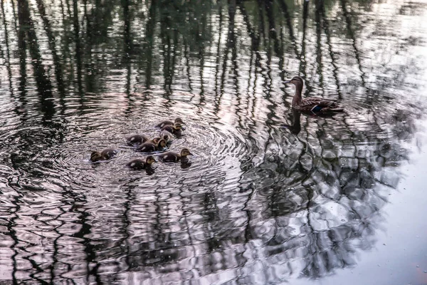 Canard Avec Des Canetons Nager Sur Lac — Photo